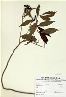 藏品(硃砂根)的圖片